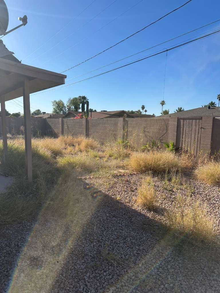 Backyard before cleanup — overgrown weeds and dry grass