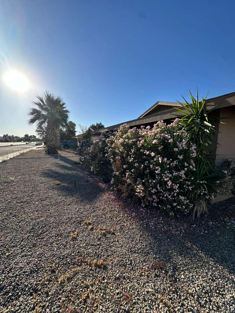 Front yard before cleanup — overgrown bushes